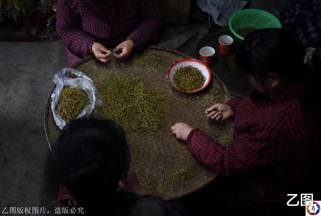 「套路贷」480元一克的“仙草”，山里村民用它烧菜吃，网友惊叹太奢侈