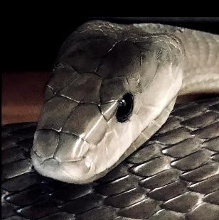 毒蛇|毒性只有中上水平，致死率却很高，还是毒蛇界的“明星”