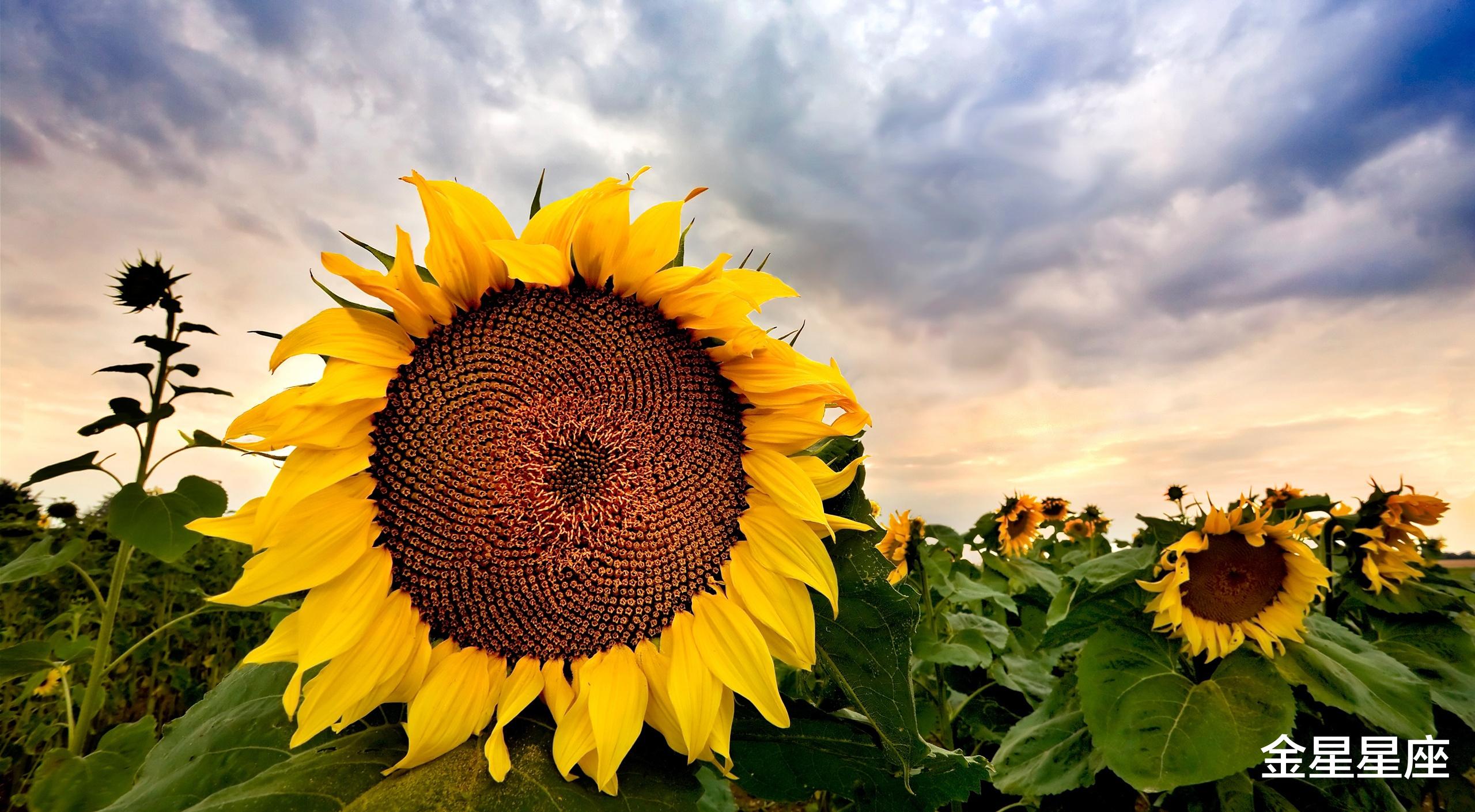 「生肖」6月20号，进财机遇多多的3生肖，好运连绵，赚钱有进展