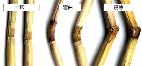 「麦田怪圈」仔细看看麦田怪圈里的植物，就知道人类不可能制造出这种东西！