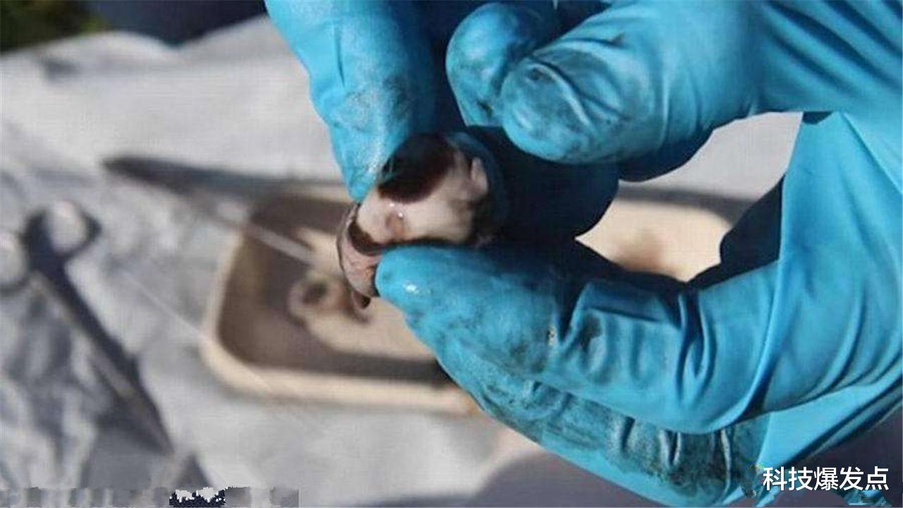 日环食|2021年3月26日,究竟会发生什么?为什么不能抬头看太阳?