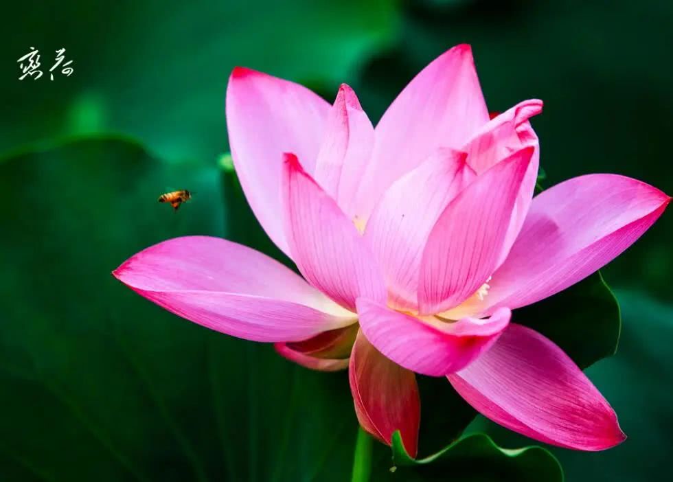 「狮子座」6月中旬，3属相横财发不停，贵人指路，随时会发财