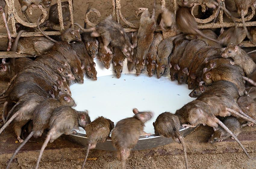 科学家▲当老鼠没了天敌，它们会有多嚣张？戈夫岛上的海鸟快被吃光了