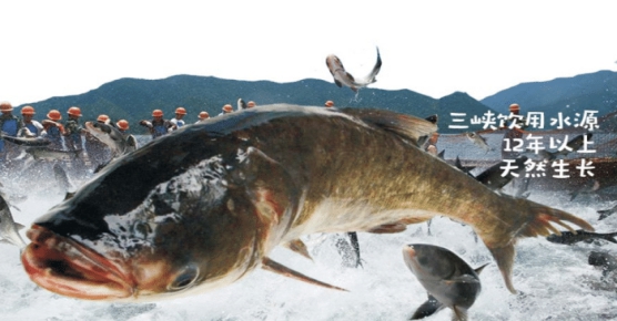 【】当年我国在三峡放生1万条大鱼，如今这些鱼怎么样了？看完服了