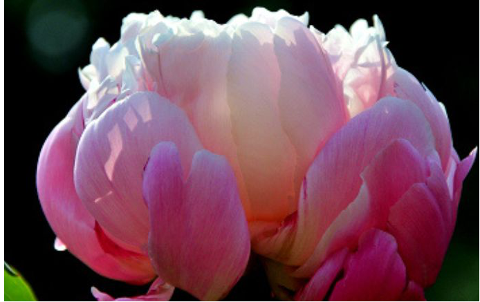 |四大属相女，十有八九都是“富贵命”，飞上枝头当“凤凰”