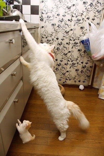 猫咪为了“偷吃东西”能有多嚣张？使出了吃奶的力气