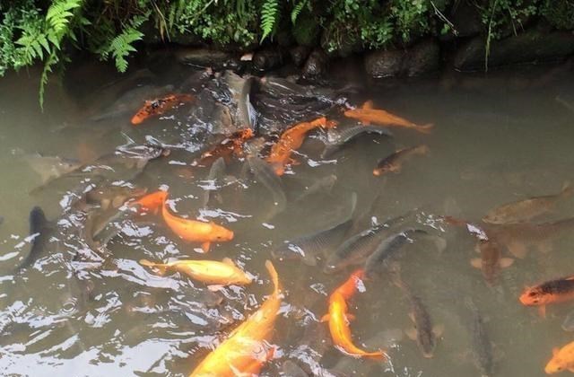 福建省|曾是福建排名第一的乡村，如今游客变少，还有世界唯一吉尼斯纪录