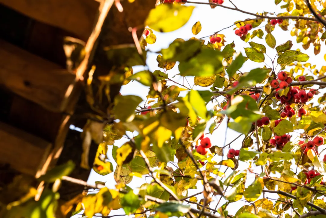 延庆|别找了，京郊 “赏秋最佳景观位”在这里！