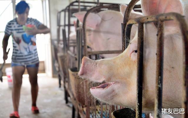 生猪价格|9涨20跌！猪价“跌到头”，12连跌后局地大涨，“航天猪”来袭？