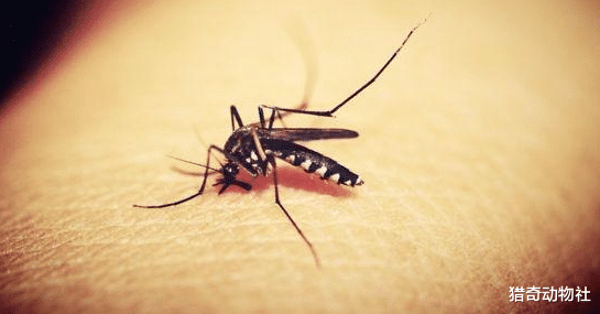 『火星』在蚊子吸血时，迅速将蚊子拍死，它的“吸管”会留在我们体内吗？