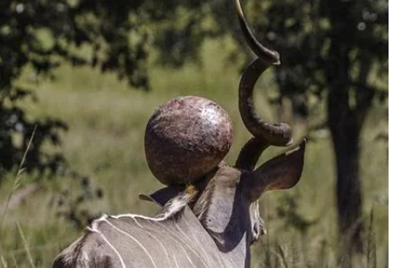 「」野外打猎时发现神奇物种，头顶着大圆球，细看之下选择求助