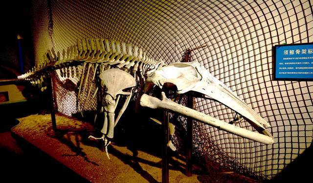 须鲸|1934年，轰动一时的营口坠龙事件，那只巨大的生物真的是它？