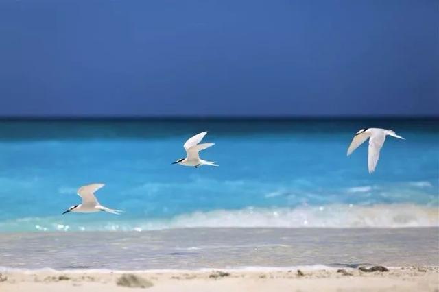 「海岛」只接待中国公民的海岛,30000平方公里的海域,完胜马尔代夫