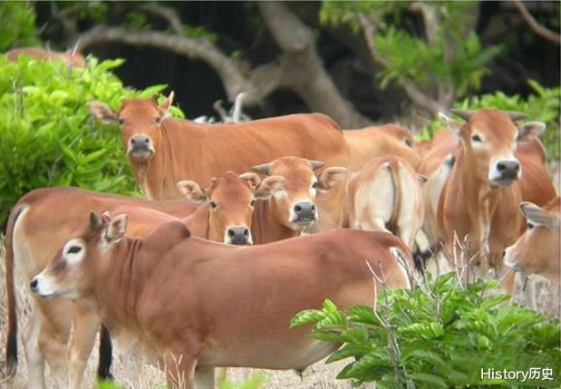@中国南海最特殊的1个岛屿:岛上有野牛群,数量最多时达500多头