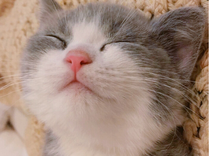 家里猫咪睡觉抽搐翻白眼是什么情况？