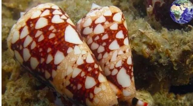 毒液|常见的鸡心螺,为什么能跻身海洋十大杀手之列?