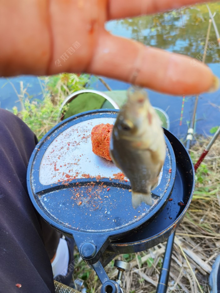 鳑鲏|大河鱼难钓,小河抽白条