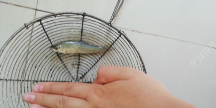 黑鱼|传统钓技巧（2）垂钓大黑