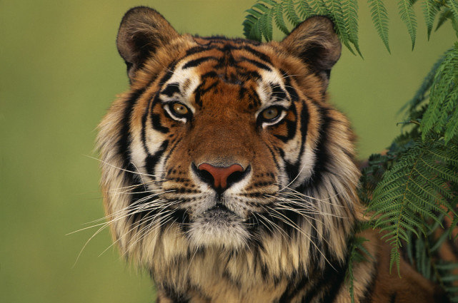 『生肖』7月桃花上佳，财运上涨，3个生肖收获多多，生活节节高！