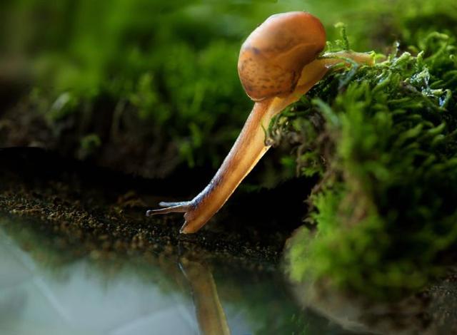 非洲:世界动物之最-高清版(2)