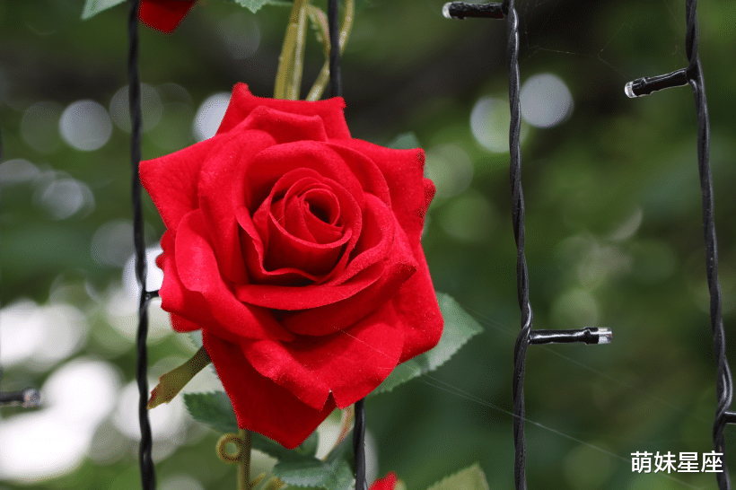 生肖|11月起喜鹊牵绳,月老赐良缘,桃花暗助真爱到,琴瑟和鸣的4生肖