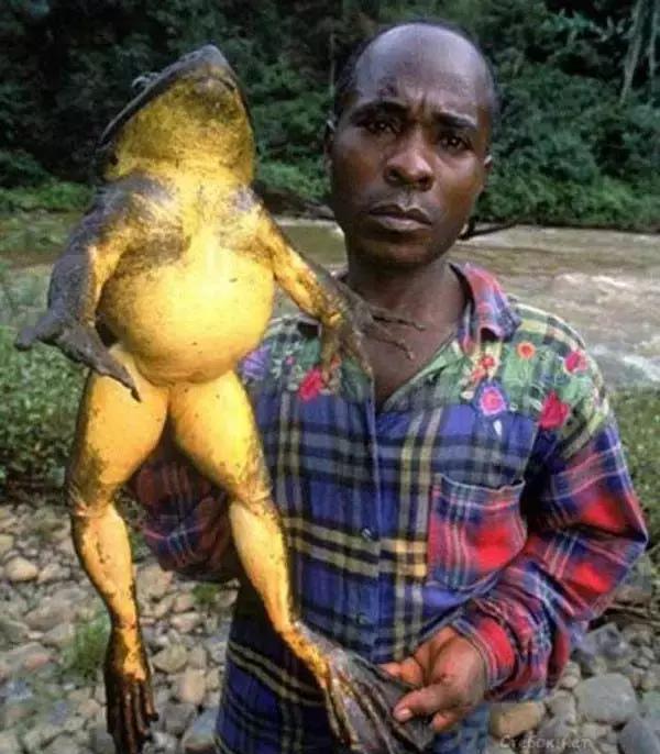 帝王蟹@世界上最恐怖的变异生物:第一张就让我跪了!