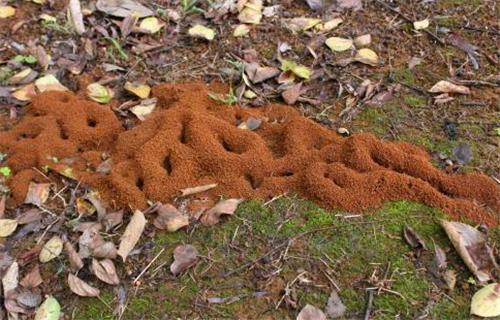 树懒@巴西发现一条1.3亿年前隧道，诡异无比，外国学者：不是人类建的