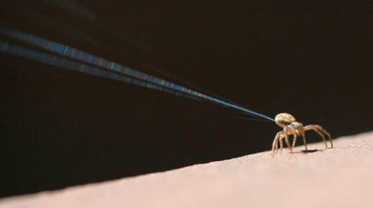 蜘蛛|外国牛人用100万只蜘蛛的丝做衣服,一看成品,惊艳了!