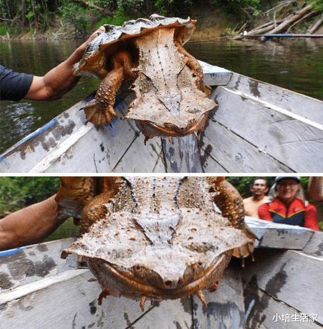 []看起来不同寻常的“诡异”生物，请问是魔法世界来的吗？