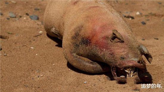 科学家▲九大曾传得玄之又玄的神秘生物，看知晓其真面目，瞬间感觉被玩弄