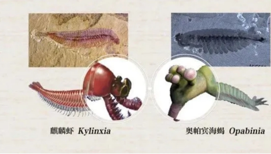 寒武纪|《山海经》可能是真的！中国学者发现四不像动物，距今5亿年