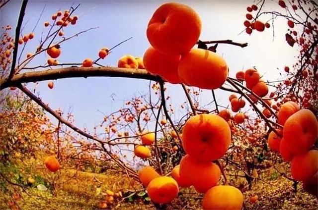 柿子|秋天柿子正上市，吃柿子的5大禁忌，你总有一个是不知道的