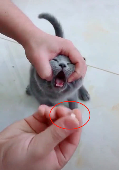 给猫咪喂药，结果此货表情“太尬”，你想咋地