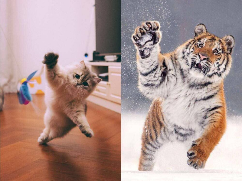 老虎|老虎和猫一样是猫科动物，那老虎看见了猫，会吃掉猫吗？