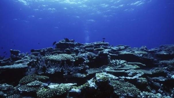 海洋生物▲海底8200米已没有鱼类生存，海底1万1千米，到底有多恐怖？