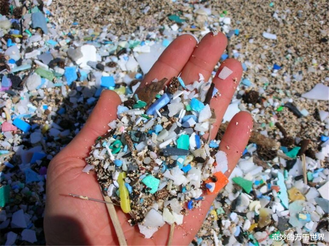 纳米|磷虾能在96小时内“粉碎”塑料！研究发现或非好事，可能更糟