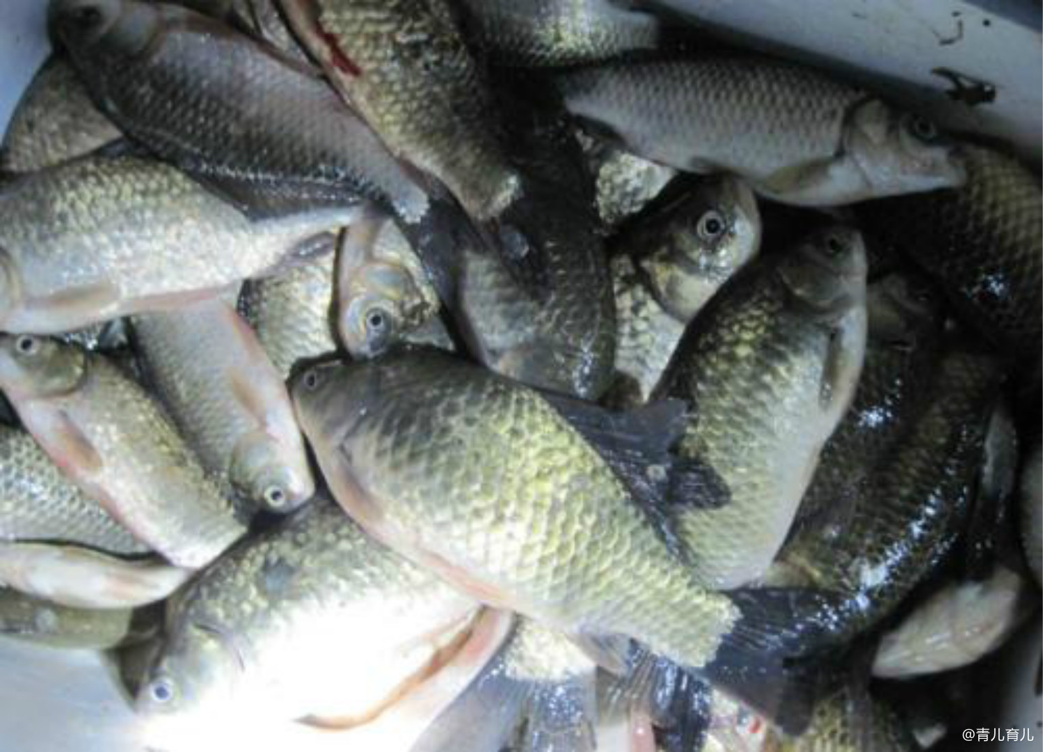 「排骨」孩子多吃吃鱼就好吗？未必，这几种鱼吃了对孩子身体不利，赶紧收
