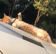 睡觉就睡觉，你掰我天线干嘛