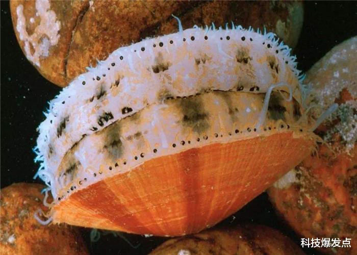 ▲大部分生物只有2只眼睛,扇贝却有200多只,看到的世界是怎样的?