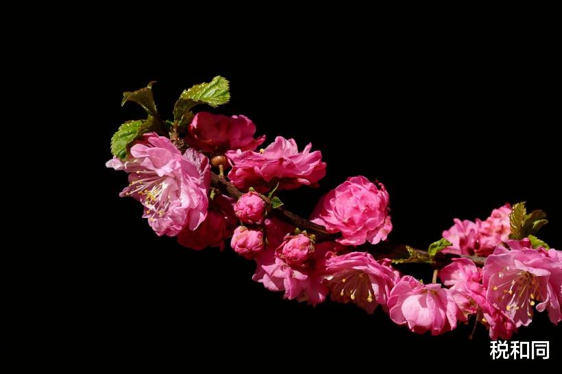 「运势」3大生肖，家中有一位，是顶梁柱，一生福运旺旺，带领全家致富