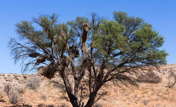|世界上最大的鸟窝，却无一人敢掏，当地人称：掏了就出人命