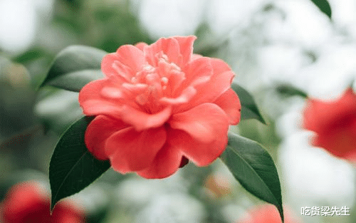 「金牛座」不介意主动求复合，宁愿厚着脸皮，也不想错过真爱的四大星座