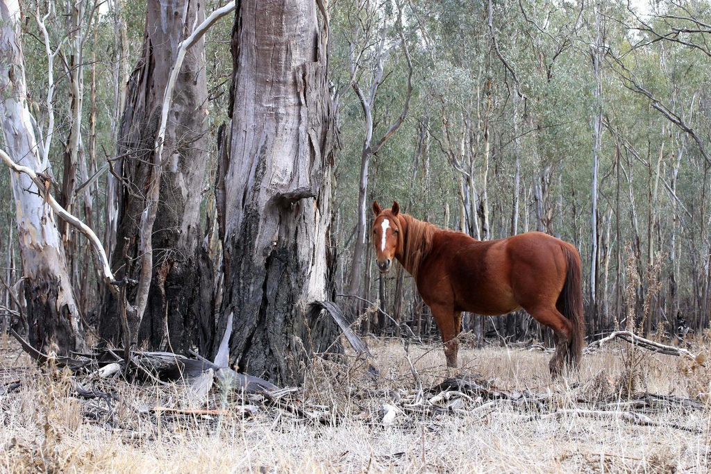 骆驼|生物入侵危害不大? 澳大利亚为娱乐狩猎引入数种动物, 现在怎么样了