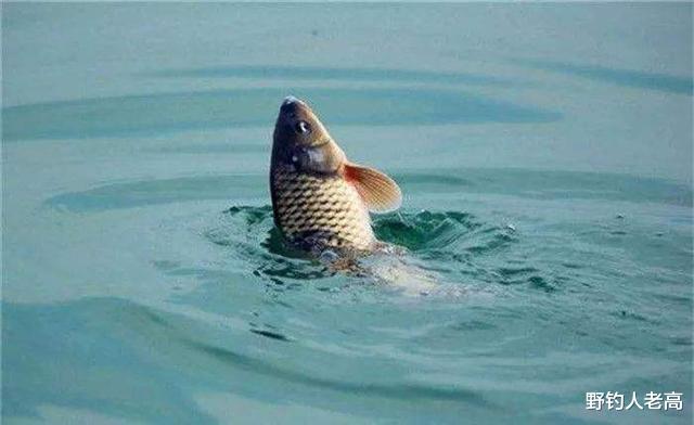 鲤鱼|钓鱼：有人斩获一条100多公斤的鲤鱼，它一年能长多大？