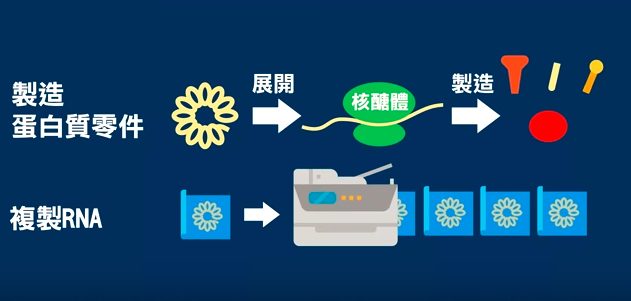 『瑞德西韦』瑞德西韦是如何“可能”治疗新冠肺炎的？它能成为人类的救星吗？