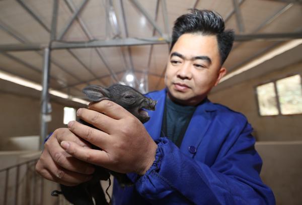 光明网视频 贵州玉屏:香猪养殖助增收