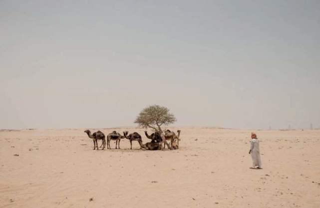 【骆驼】为什么在沙漠中，渴死的骆驼不能碰？没想到后果这么可怕