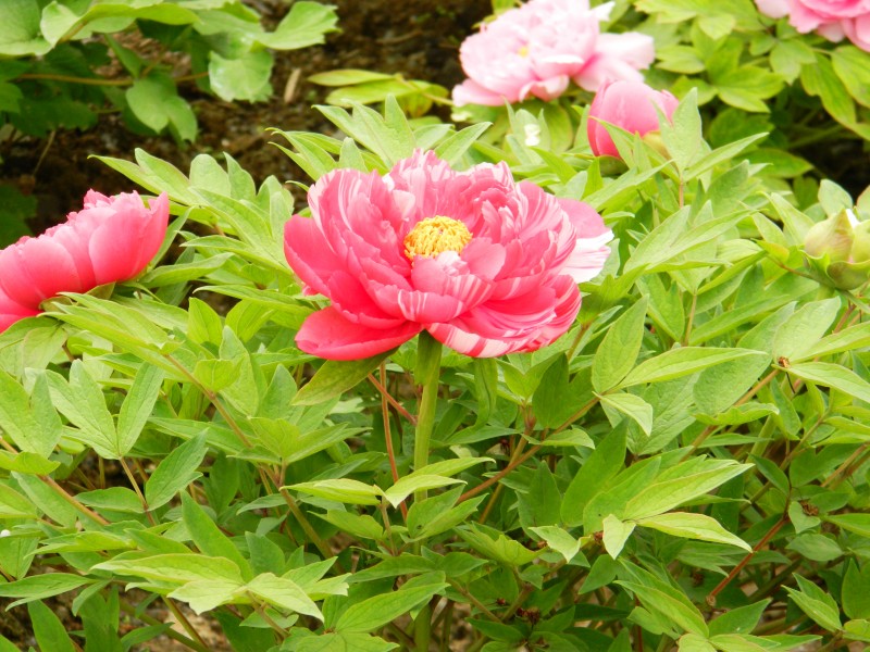 生肖|7月上旬喜获好姻缘，挡不住4大生肖的桃花运，年底有望顺利脱单！