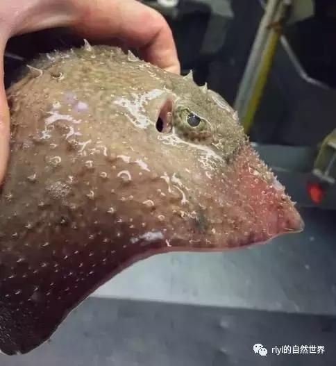 据说有些鱼的长相，全靠想象力！胆小的就不要点进去看了