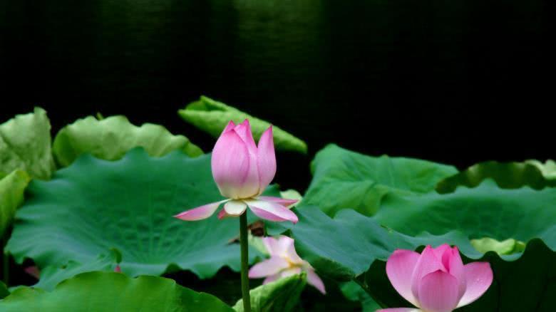 运势|下半年，横财一路发，出门遇贵人，终成大器的四生肖